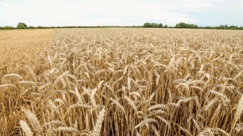 Σιτάρι στην ωρίμανση